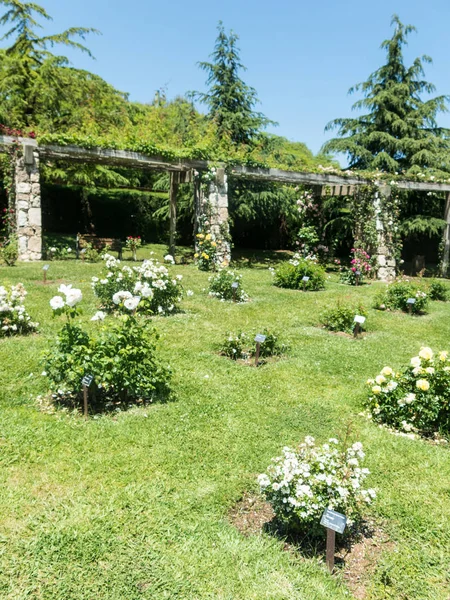 The Park Cervantes, rose garden, Barcelona. — Stock Photo, Image