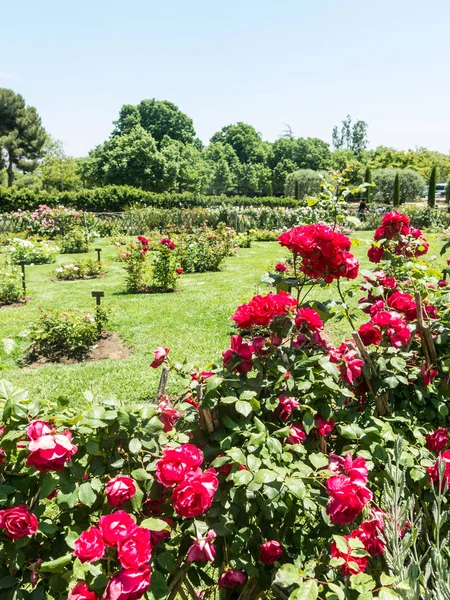 O Parque Cervantes, jardim de rosas, Barcelona . — Fotografia de Stock