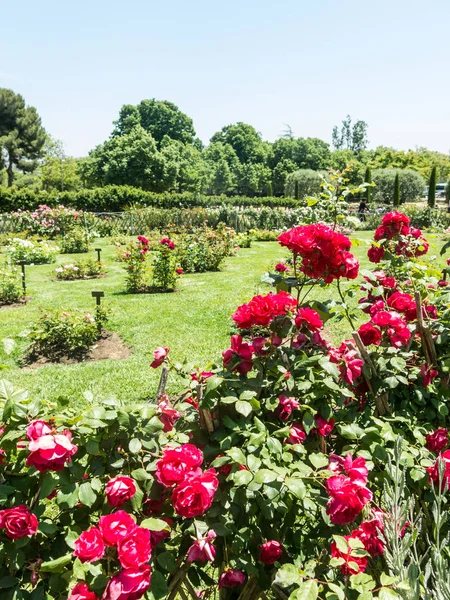 Het Park Cervantes, rozentuin, Barcelona. — Stockfoto