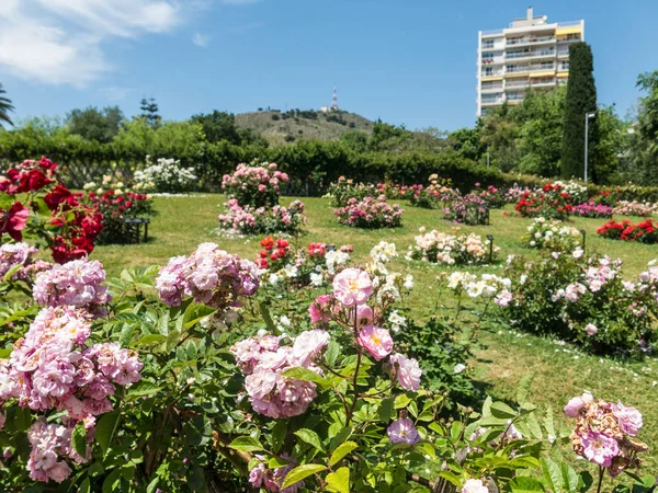 O Parque Cervantes, jardim de rosas, Barcelona . — Fotografia de Stock