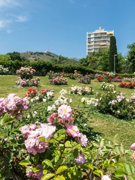 El Parque Cervantes, rosaleda, Barcelona . —  Fotos de Stock
