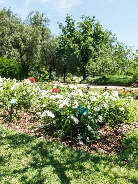 Het Park Cervantes, rozentuin, Barcelona. — Stockfoto