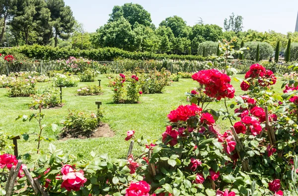 Het Park Cervantes, rozentuin, Barcelona. — Stockfoto