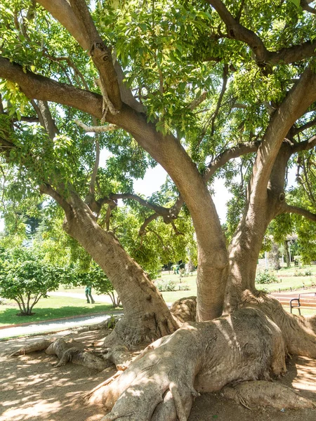 El Parque Cervantes, rosaleda, Barcelona . — Foto de Stock