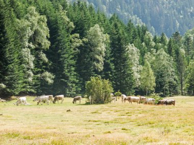 Pyrenees walley Panorama. Pla'da otlayan sürüleri 