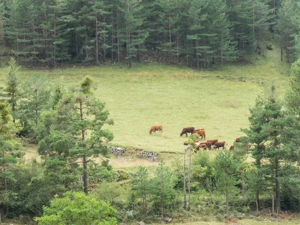 Krowy pasą się na łące w Sierra del Cadi, góry przed Pirenejami w Katalonii, Provinde Lleida, Hiszpania. — Zdjęcie stockowe