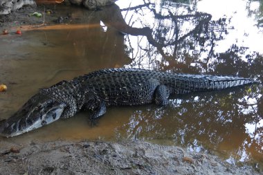 Madidi Milli Parkı, Bolivya, Caiman (Caimaninae)