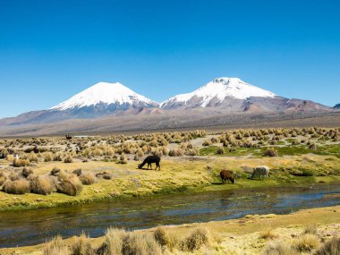 otlatma llamas ile belgili tanımlık Andes dağ manzara