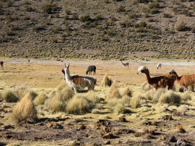 Bolivya altiplano t yakınındaki bataklık ile Llamas otlatmak