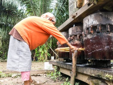 Şeker kamışı doğranan yerli bir kadın görüntü sulu olsun