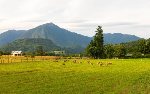 Los Rios Bölgesi, Valdivia bölgesi, i alanlarında otlayan koyun — Stok fotoğraf