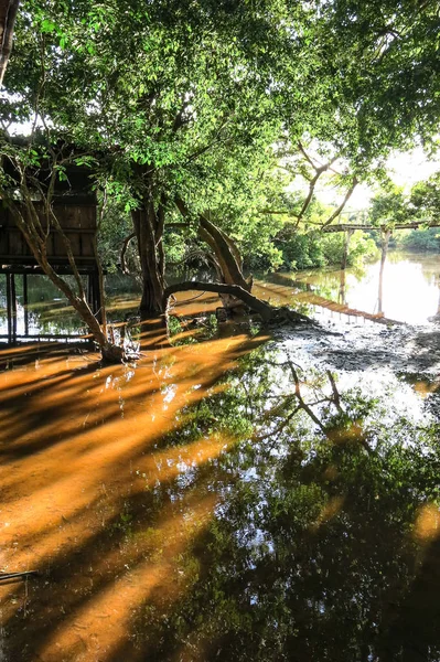 Mangrove träd i vattnet i Yacuma floden. (Järby) — Stockfoto