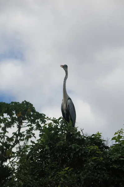 Pássaro de pescoço de cobra no Parque Madidi. Região de Beni, Pampas de Yacuma, B — Fotografia de Stock