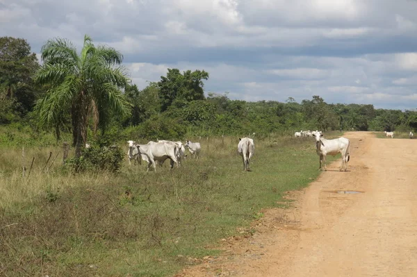 Herd of cows in the Pampas de Yacuma, in Bolivia. — Stock Photo, Image