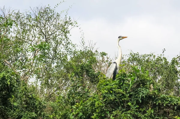 Snake neck bird in Madidi Park. Beni region, Pampas de Yacuma, B — Stock Photo, Image