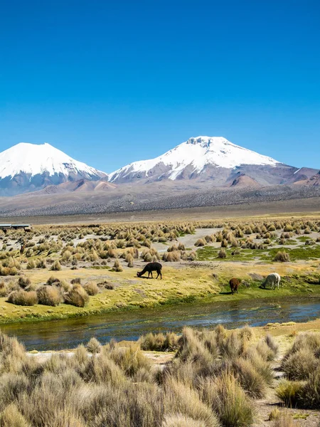 Paisagem dos Andes Montanhas, com lhamas pastando — Fotografia de Stock