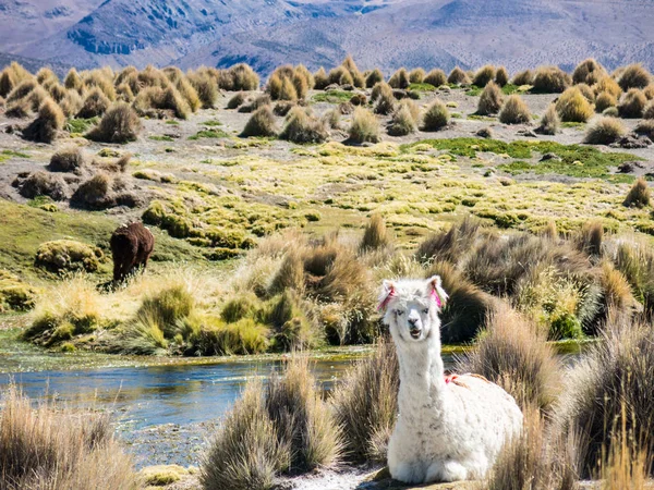 Llamas pastan a través de las marismas del altiplano boliviano cerca de t — Foto de Stock