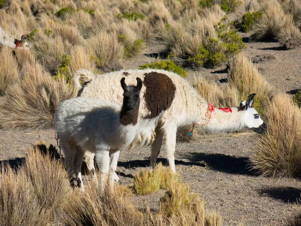 Llamas pastan a través de las marismas del altiplano boliviano cerca de t — Foto de Stock
