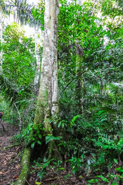 Amazon bos in het Nationaalpark Madidi, Bolivia — Stockfoto