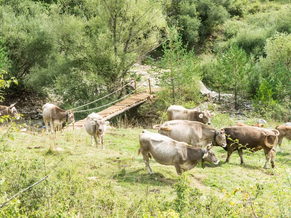 Mucche al pascolo in un prato nella Sierra del Cadi, pre-Pirenei m — Foto Stock