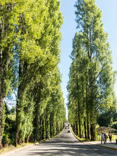 Botaniska trädgården vid Australuniversitetet. Valdivia, Chile, SOU — Stockfoto