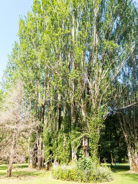 Jardín Botánico de la Universidad Austral. Valdivia, Chile, Sou — Foto de Stock