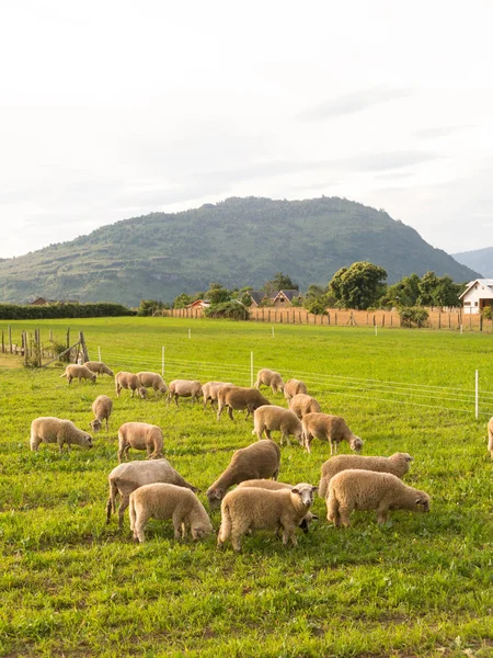 Schafe weiden auf den Feldern der Region Los Rios, Valdivia Zone, I — Stockfoto