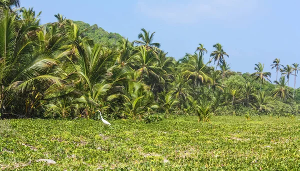 Karibikstrand mit tropischem Wald im tayrona-Nationalpark, — Stockfoto
