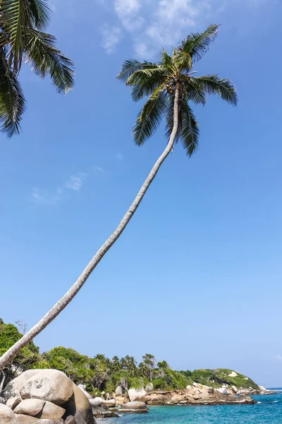 Palm. Caribisch strand met tropisch bos. Tayrona National pa — Stockfoto