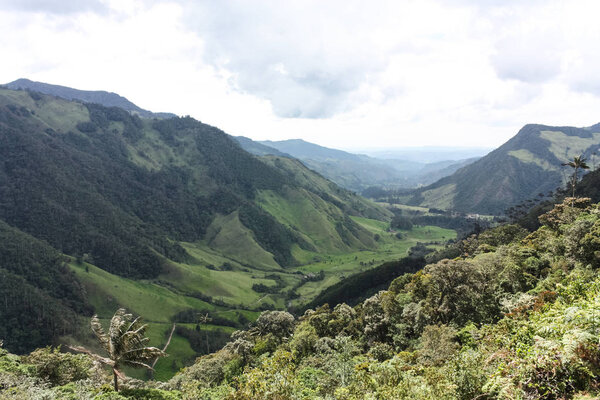 Cocora Valley, which is nestled between the mountains of the Cor