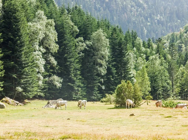 Panorama von walley in pyrenäen. Herde von Kühen, die auf der Weide grasen — Stockfoto