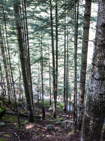 アイゲストルテスとサン・マウリシオ国立公園の松の木 — ストック写真