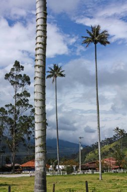 Cocora Vadisi 'nde, dağların arasında yuva yapmış bir çiftlik.