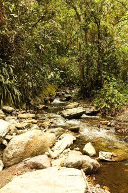 Cocora Vadisi 'nin güzel doğası ve manzarası. 