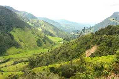 Cocora Valley, which is nestled between the mountains of the Cor clipart