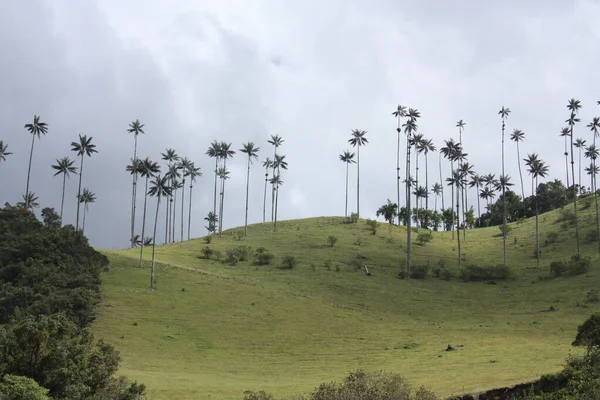 Vallei van Cocora, gelegen tussen de bergen van het CvdR — Stockfoto