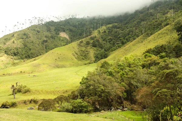 Cocora Valley, which is nestled between the mountains of the Cor — Stock Photo, Image