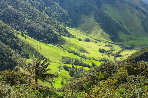 Cocora Valley, which is nestled between the mountains of the Cor