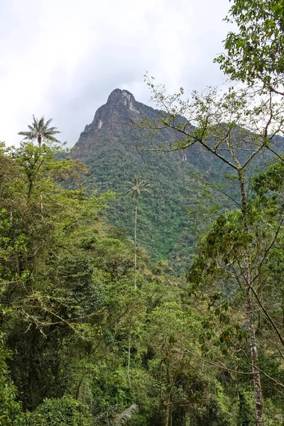 Cocora-Tal, das eingebettet zwischen den Bergen des Cor — Stockfoto