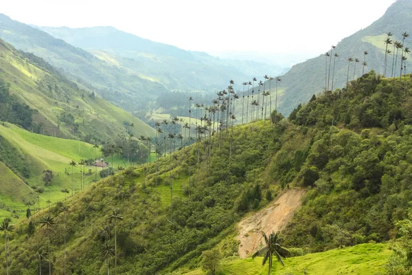 Cocora-Tal, das eingebettet zwischen den Bergen des Cor — Stockfoto