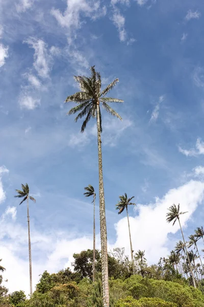 Cocora-Tal, das eingebettet zwischen den Bergen des Cor — Stockfoto