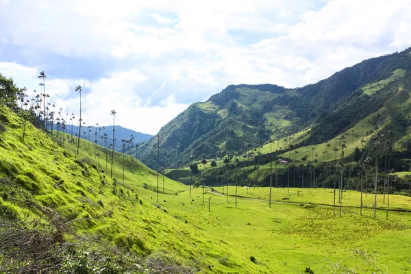 Vale do Cocora, que está aninhado entre as montanhas do Coríntios — Fotografia de Stock