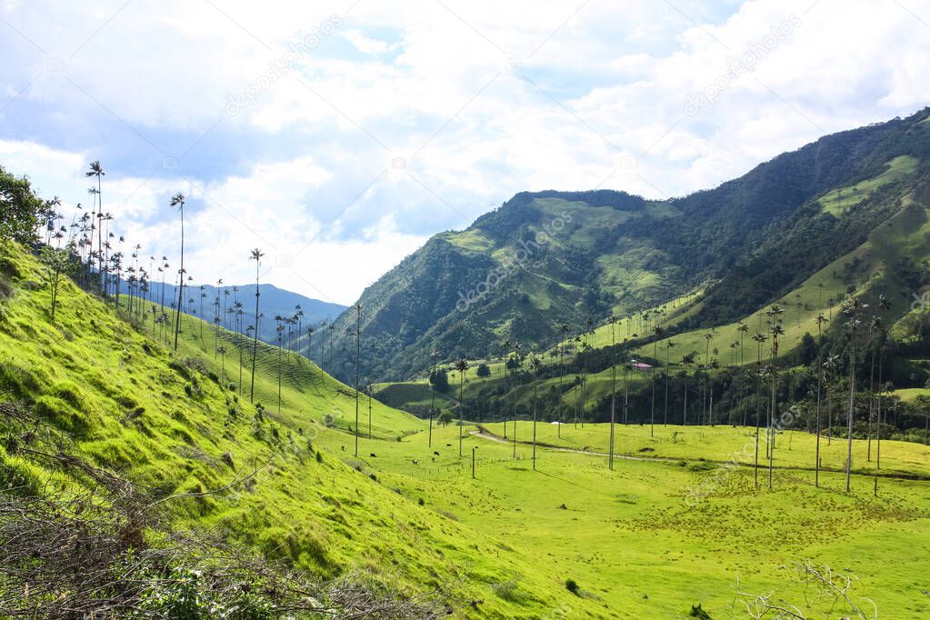 Cocora Valley, which is nestled between the mountains of the Cor
