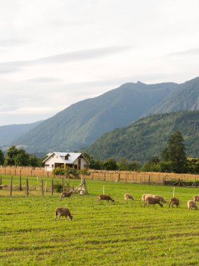 Los Rios Bölgesi, Valdivia bölgesi, i alanlarında otlayan koyun