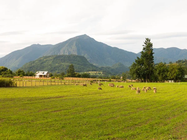 Wypas owiec na polach regionu Los Rios, Valdivia strefy, i — Zdjęcie stockowe