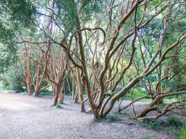 Botanische tuin van de Austral Universiteit. Valdivia, Chili, sou — Stockfoto