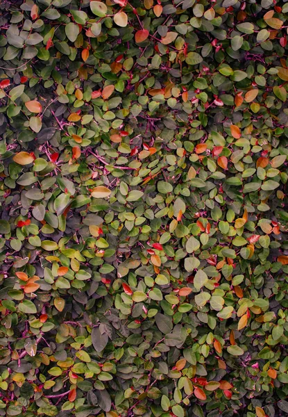 Podzim Listy Pozadí Walldrop — Stock fotografie
