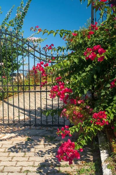 Porte Grecque Traditionnelle Avec Des Fleurs Colorées Comme Arrière Plan — Photo