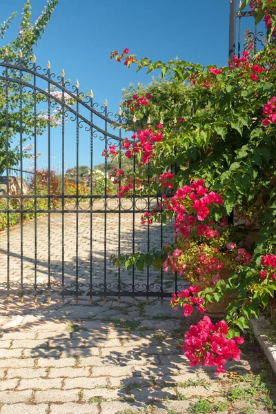 Porta Grega Tradicional Com Flores Coloridas Como Fundo — Fotografia de Stock