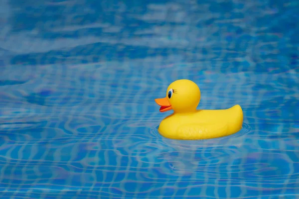 Yellow Rubber Duck Blue Swimming Pool — Stock Photo, Image